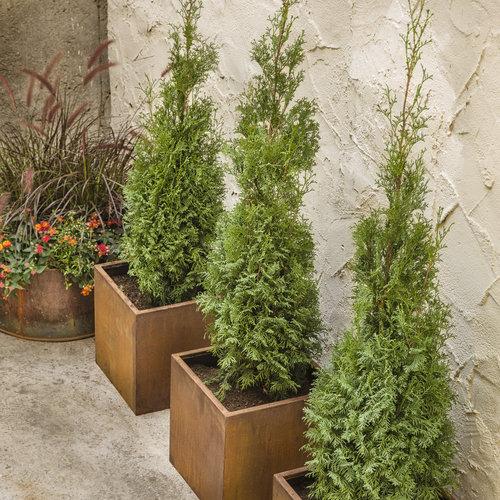 Thuja Occidentalis North Pole - View 15 from www redcrocus com