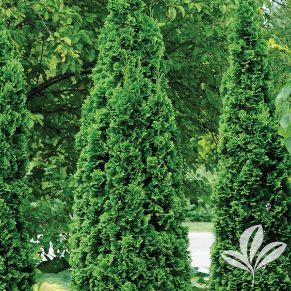 Thuja Occidentalis North Pole - View 7 from www redcrocus com