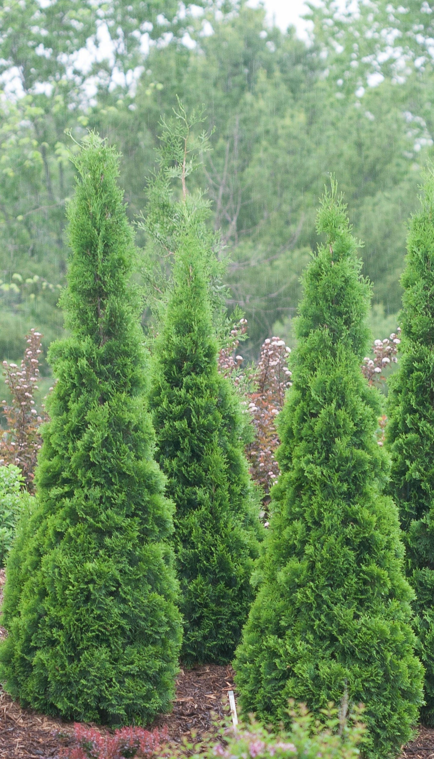 Thuja Occidentalis North Pole - View 9 from www redcrocus com