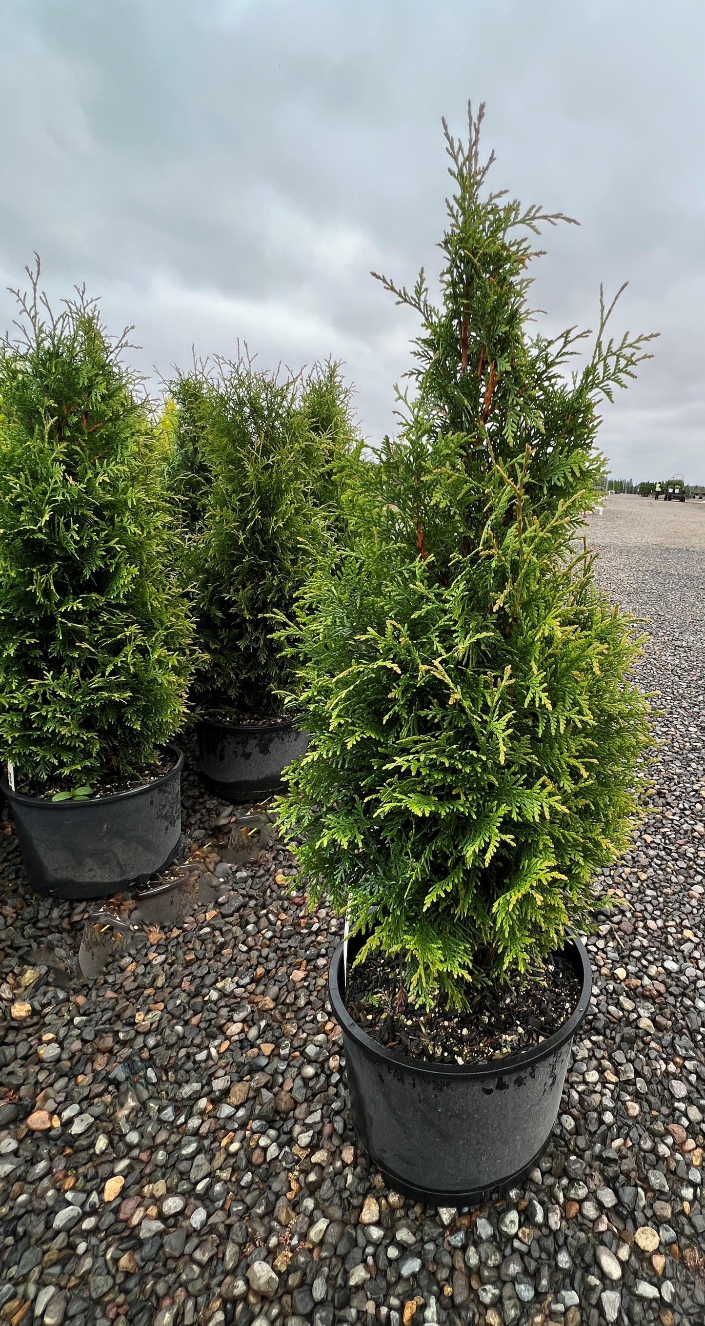 Thuja Plicata 'northern Spire' - View 6 from www redcrocus com