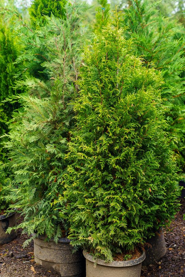 Thuja Plicata 'northern Spire' - View 8 from www redcrocus com