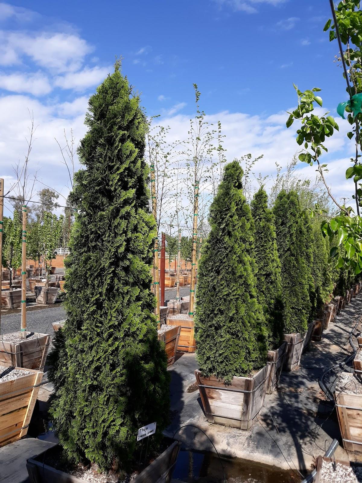 Thuja Occidentalis Emerald Green Star - View 14 from www redcrocus com