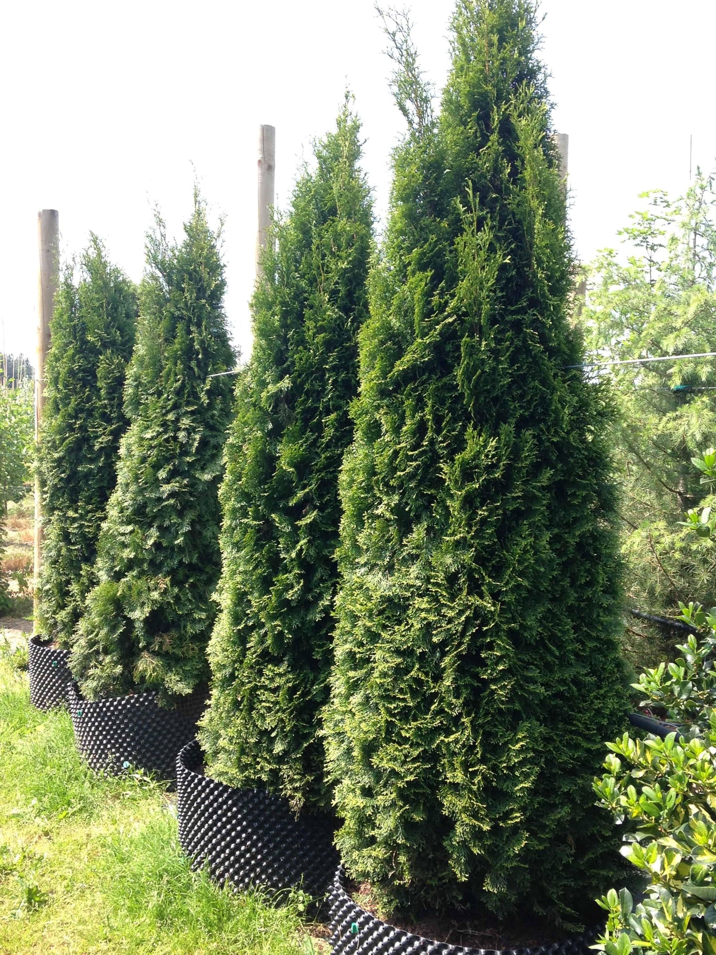 Thuja Occidentalis Emerald Green Star - View 15 from www redcrocus com