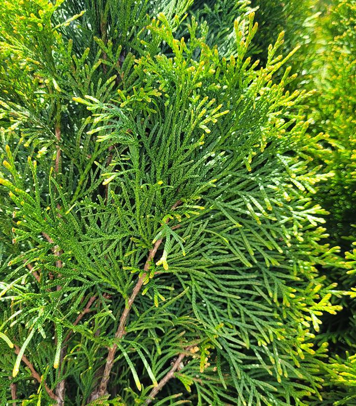 Thuja Occidentalis Emerald Green Star - View 16 from www redcrocus com