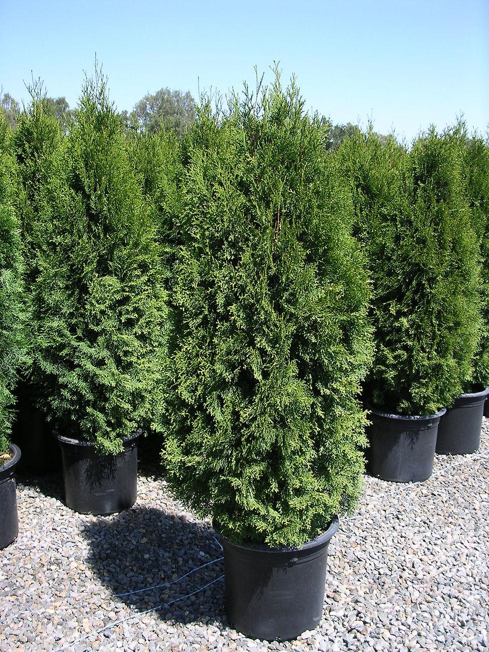 Thuja Occidentalis Emerald Green Star - View 3 from www redcrocus com