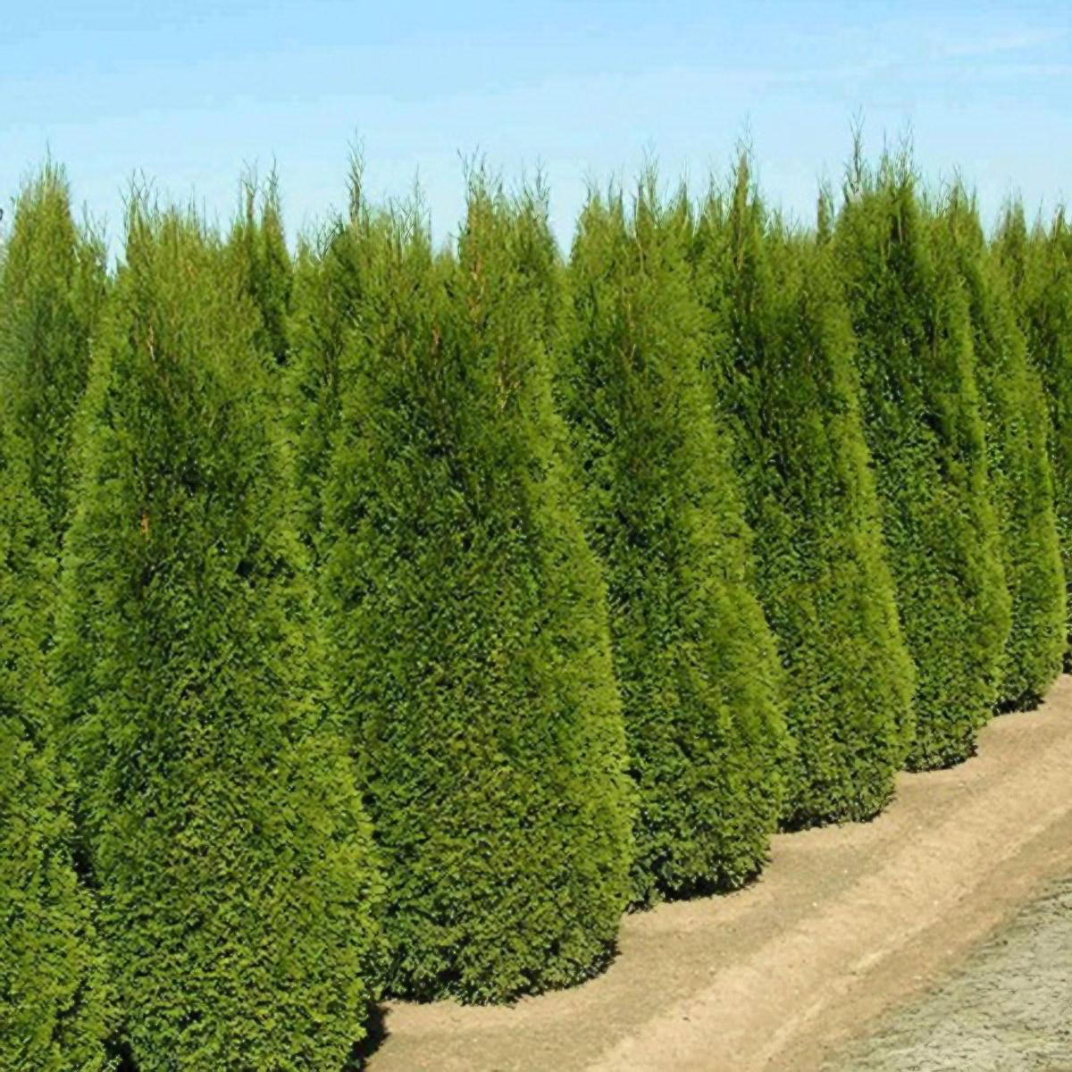 Thuja Occidentalis Emerald Green Star - View 5 from www redcrocus com