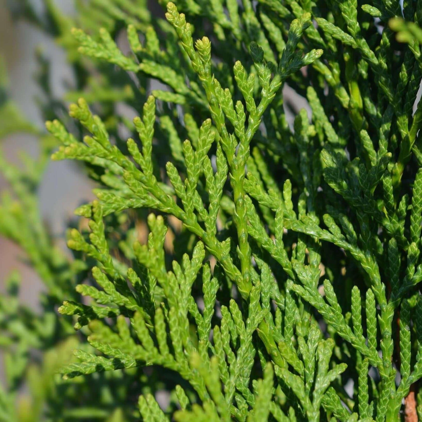 Thuja Occidentalis Emerald Green Star - View 6 from www redcrocus com