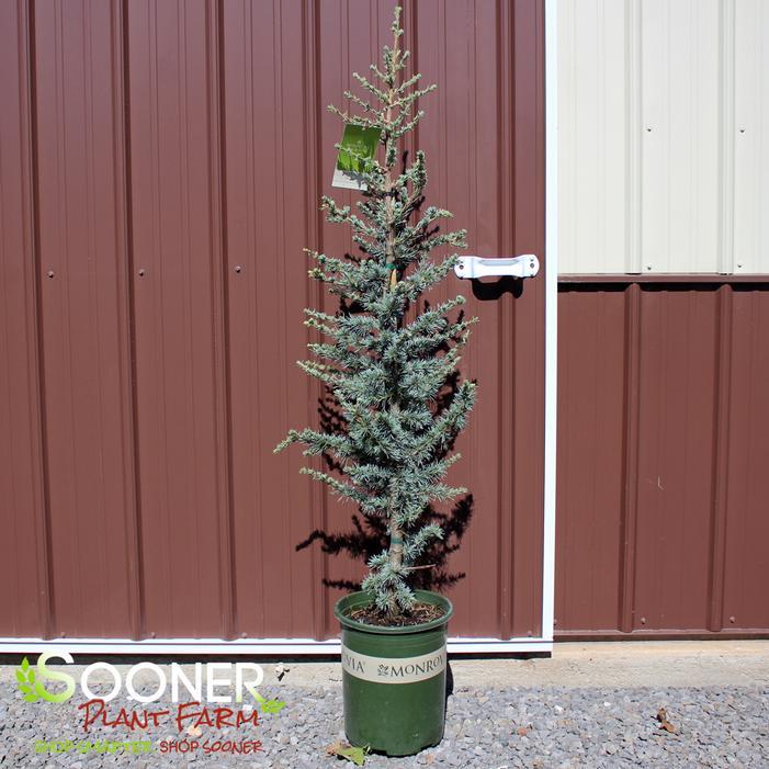 Cedrus Atlantica 'horstmann' - View 9 from www redcrocus com