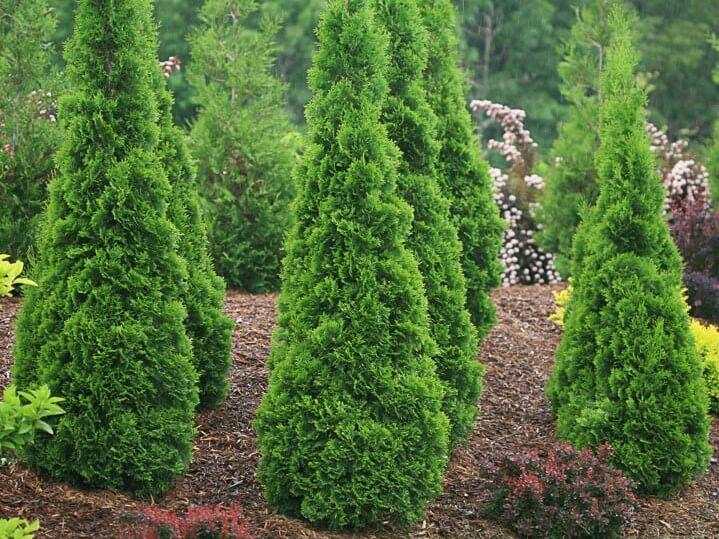 Thuja Occidentalis 'north Pole' - View 11 from www redcrocus com