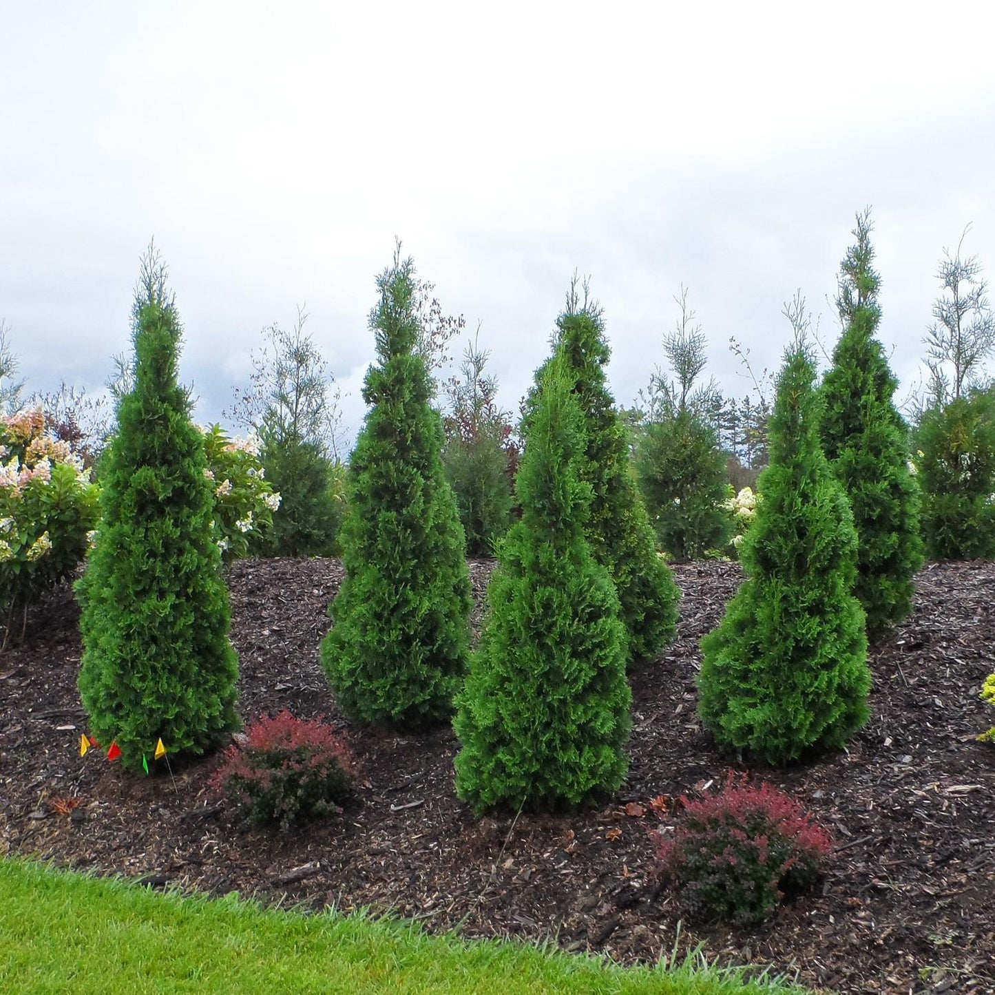 Thuja Occidentalis 'north Pole' - View 15 from www redcrocus com