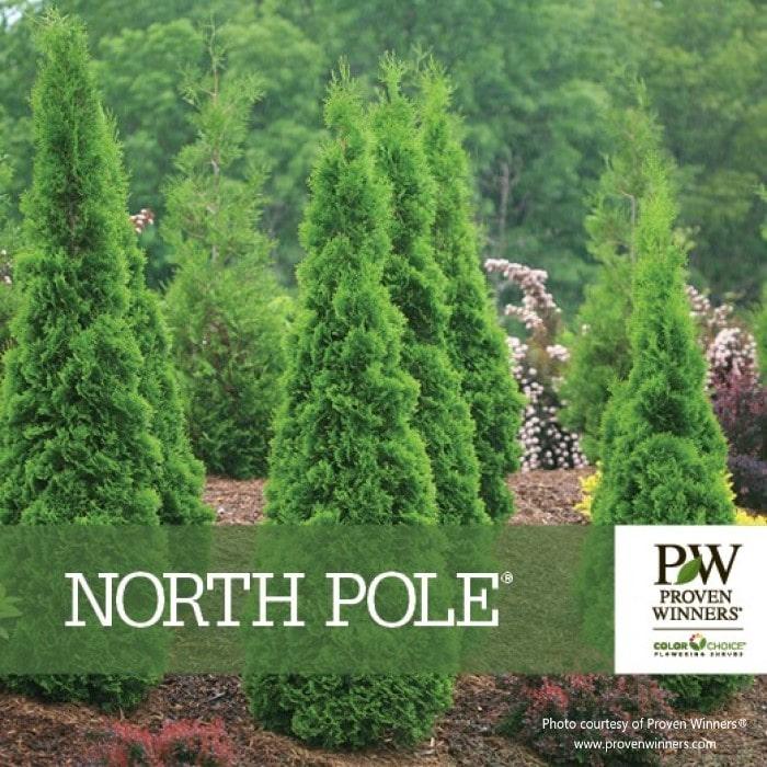 Thuja Occidentalis 'north Pole' - View 16 from www redcrocus com