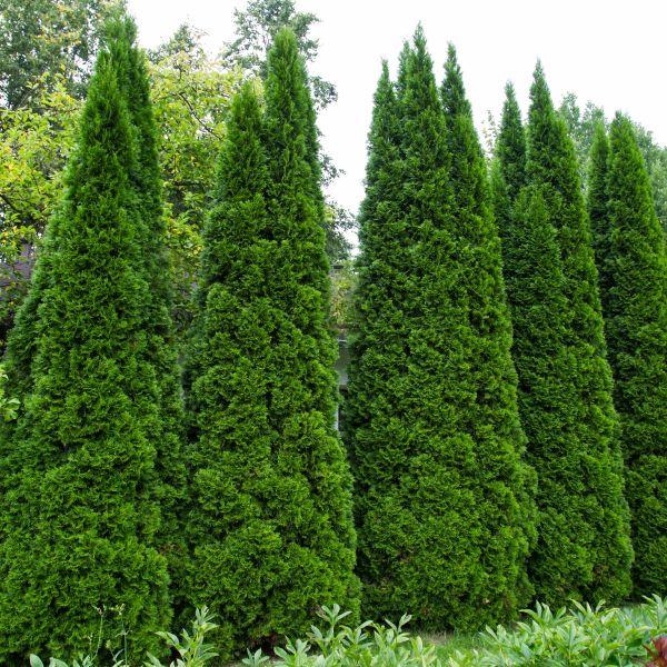 Thuja Occidentalis 'north Pole' - View 19 from www redcrocus com