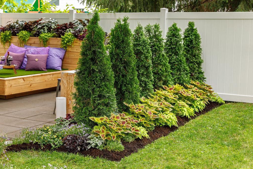 Thuja Occidentalis 'north Pole' - View 4 from www redcrocus com