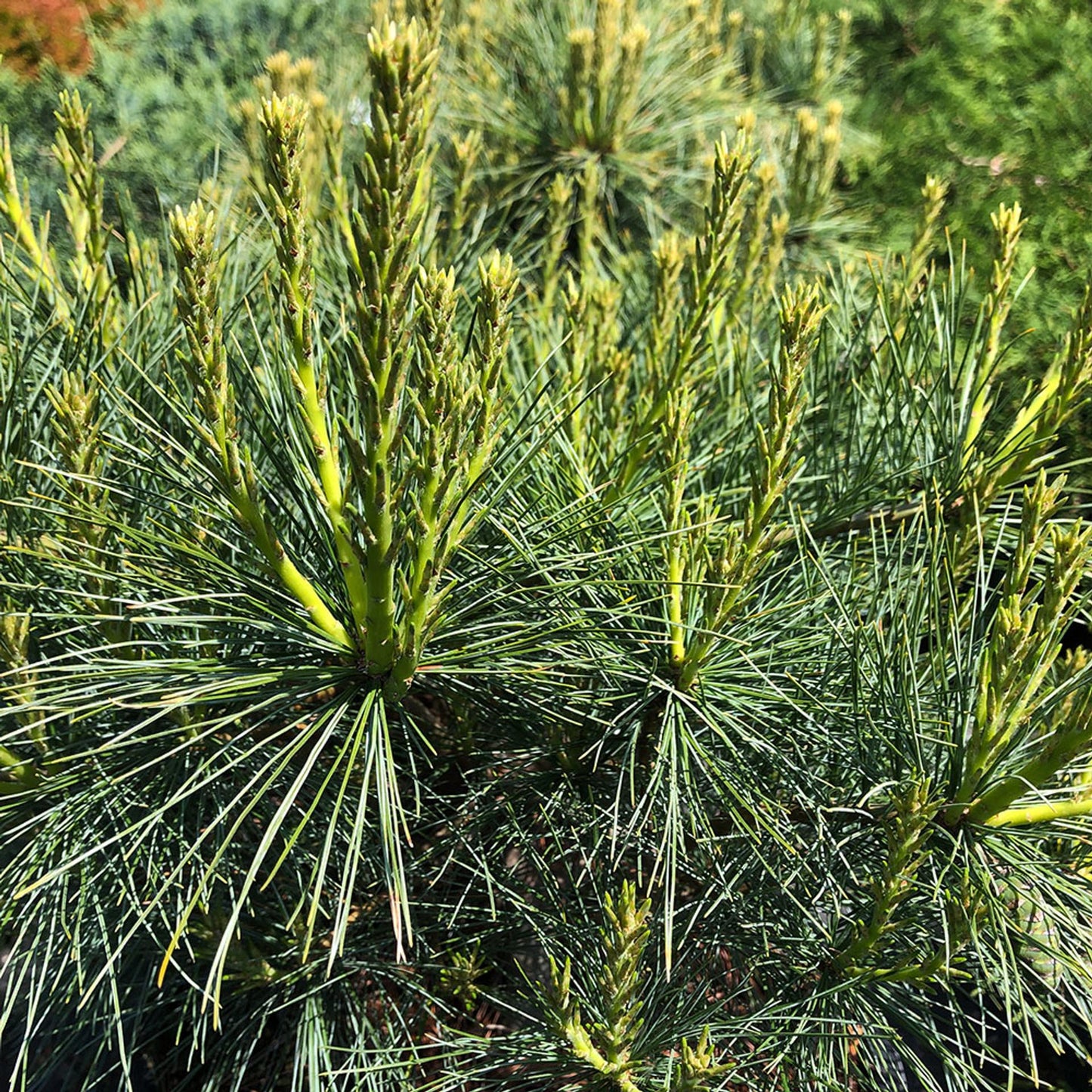Pinus Strobus Blue Shag - View 12 from www redcrocus com