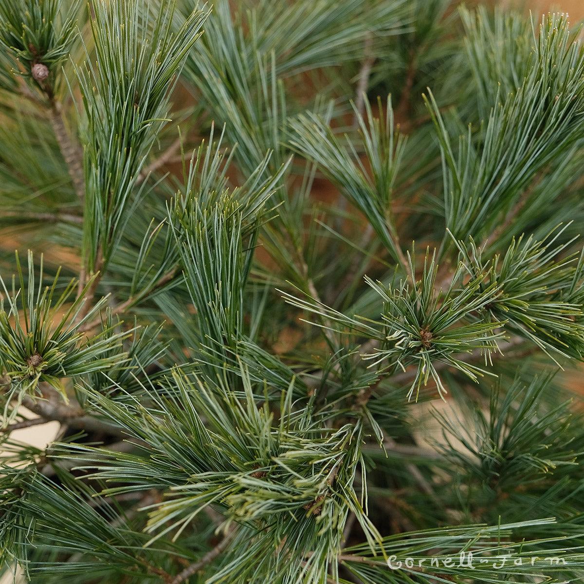 Pinus Strobus Blue Shag - View 14 from www redcrocus com