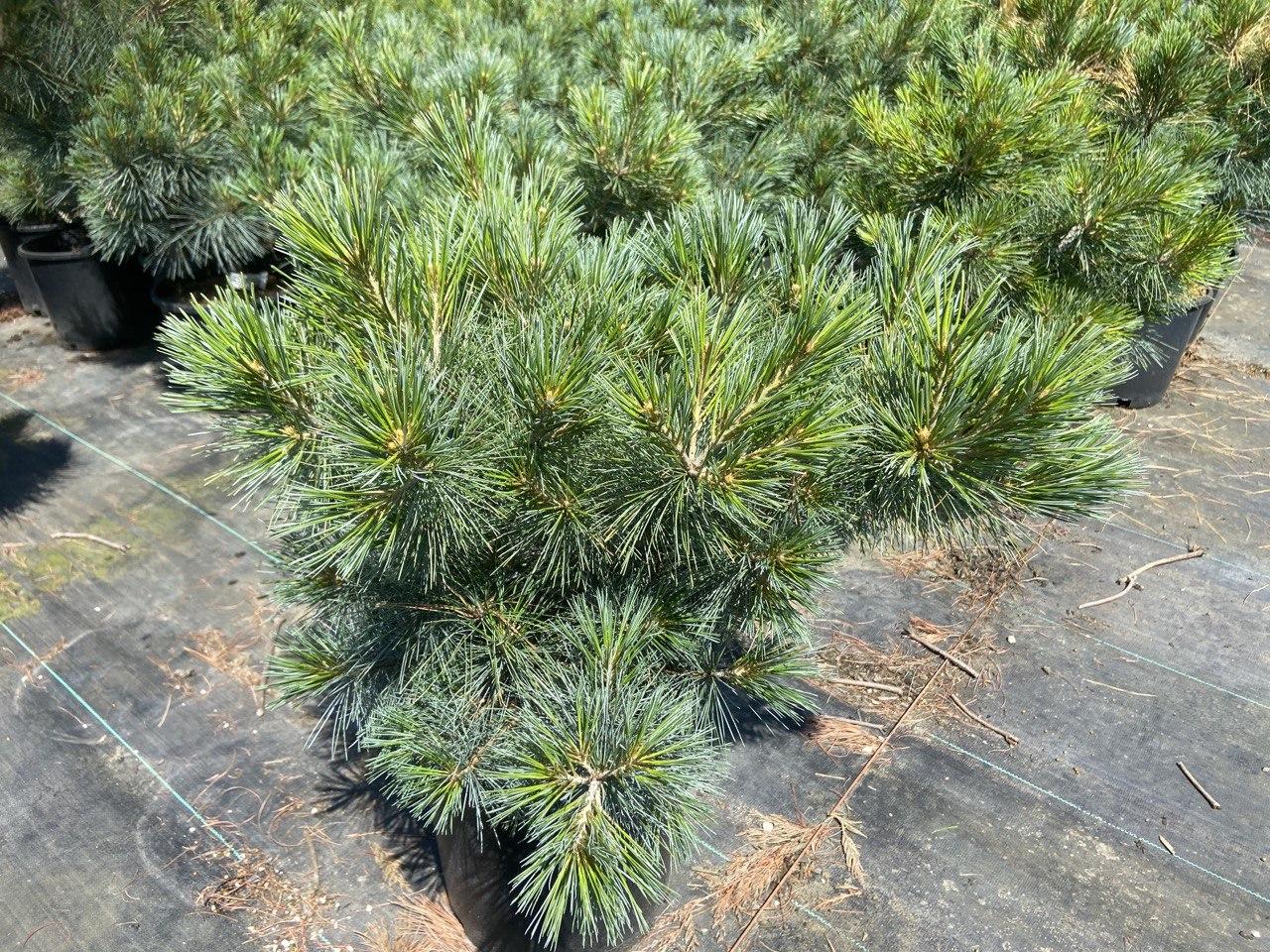 Pinus Strobus Blue Shag - View 15 from www redcrocus com