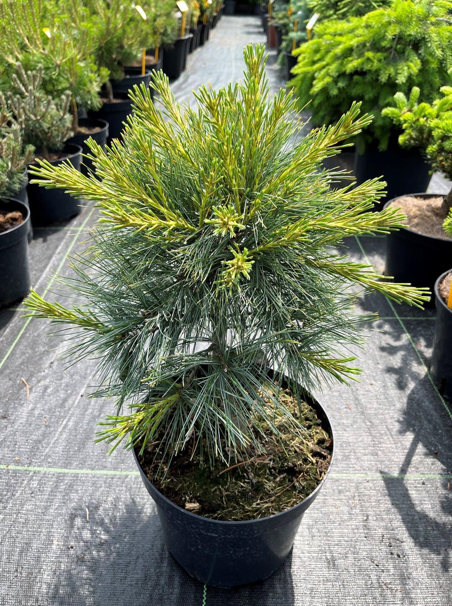 Pinus Strobus Blue Shag - View 9 from www redcrocus com