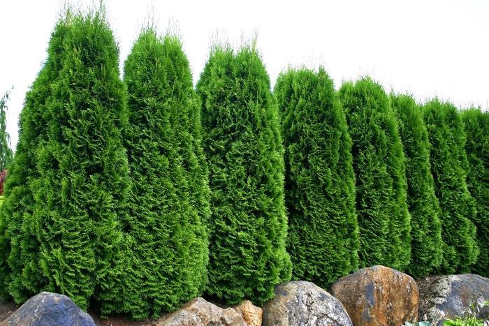 Thuja Occidentalis Emerald Green Flower - View 12 from www redcrocus com