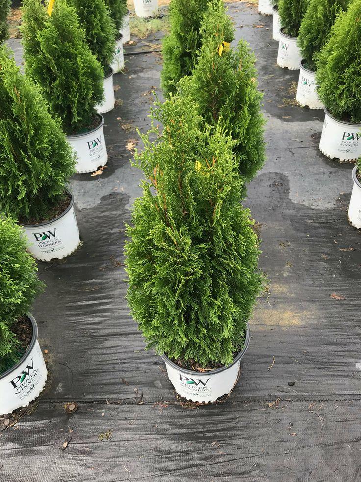Thuja Occidentalis Emerald Green Flower - View 14 from www redcrocus com