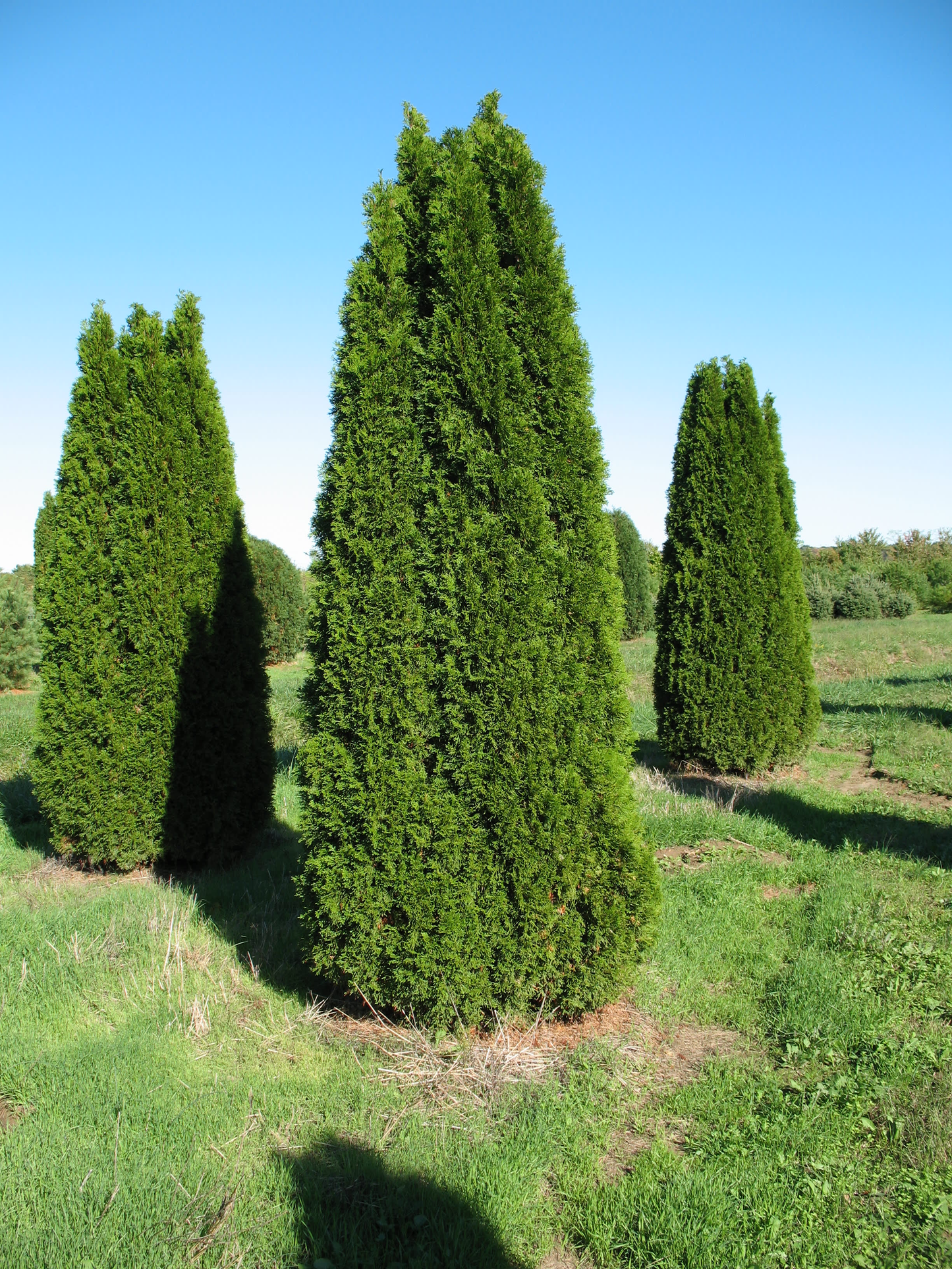Thuja Occidentalis Emerald Green Flower - View 16 from www redcrocus com