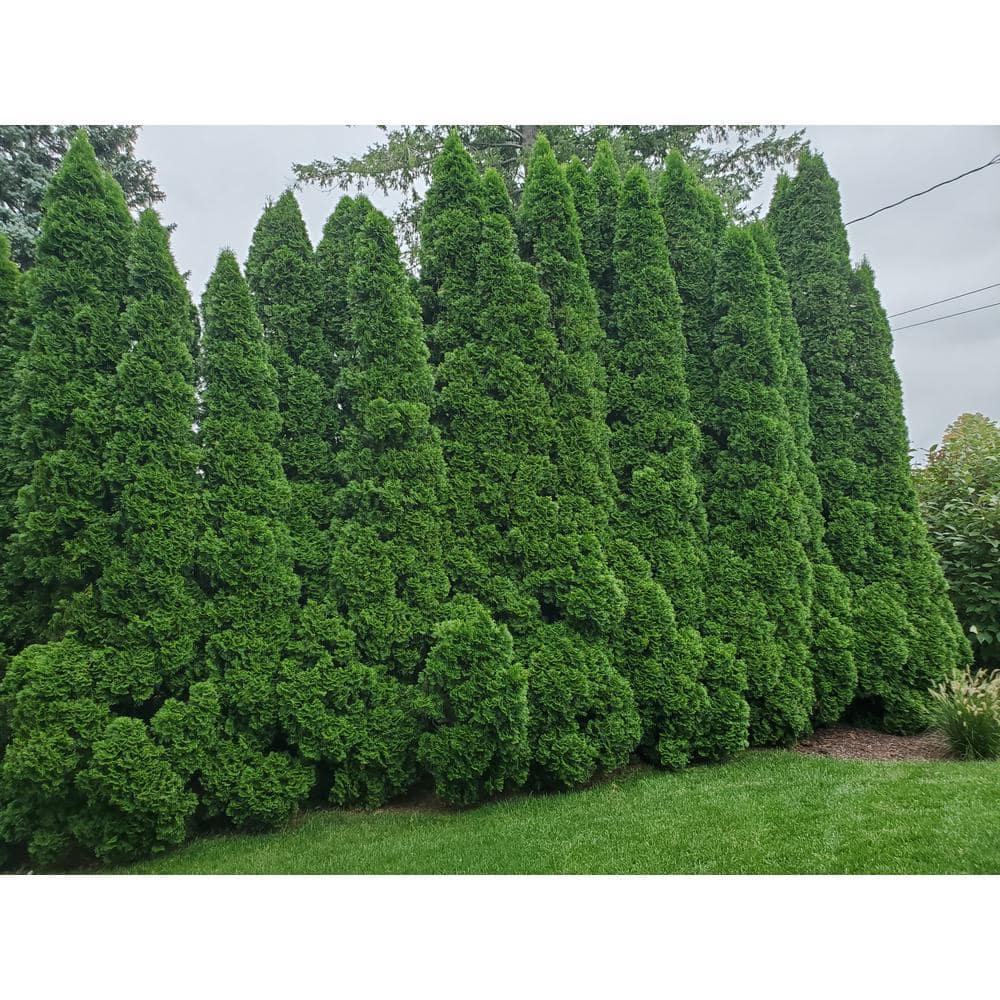 Thuja Occidentalis Emerald Green Flower - View 16 from www redcrocus com