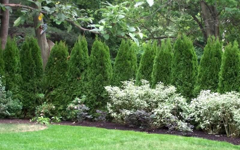 Thuja Occidentalis Emerald Green Flower - View 18 from www redcrocus com