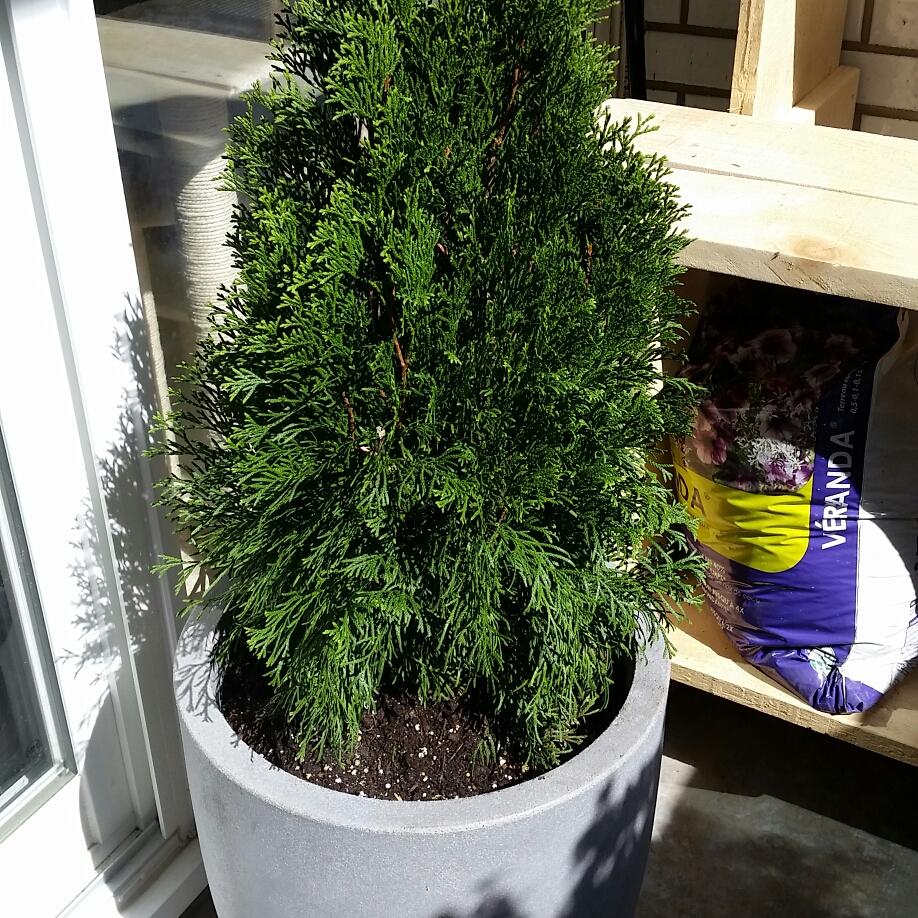 Thuja Occidentalis Emerald Green Flower - View 2 from www redcrocus com