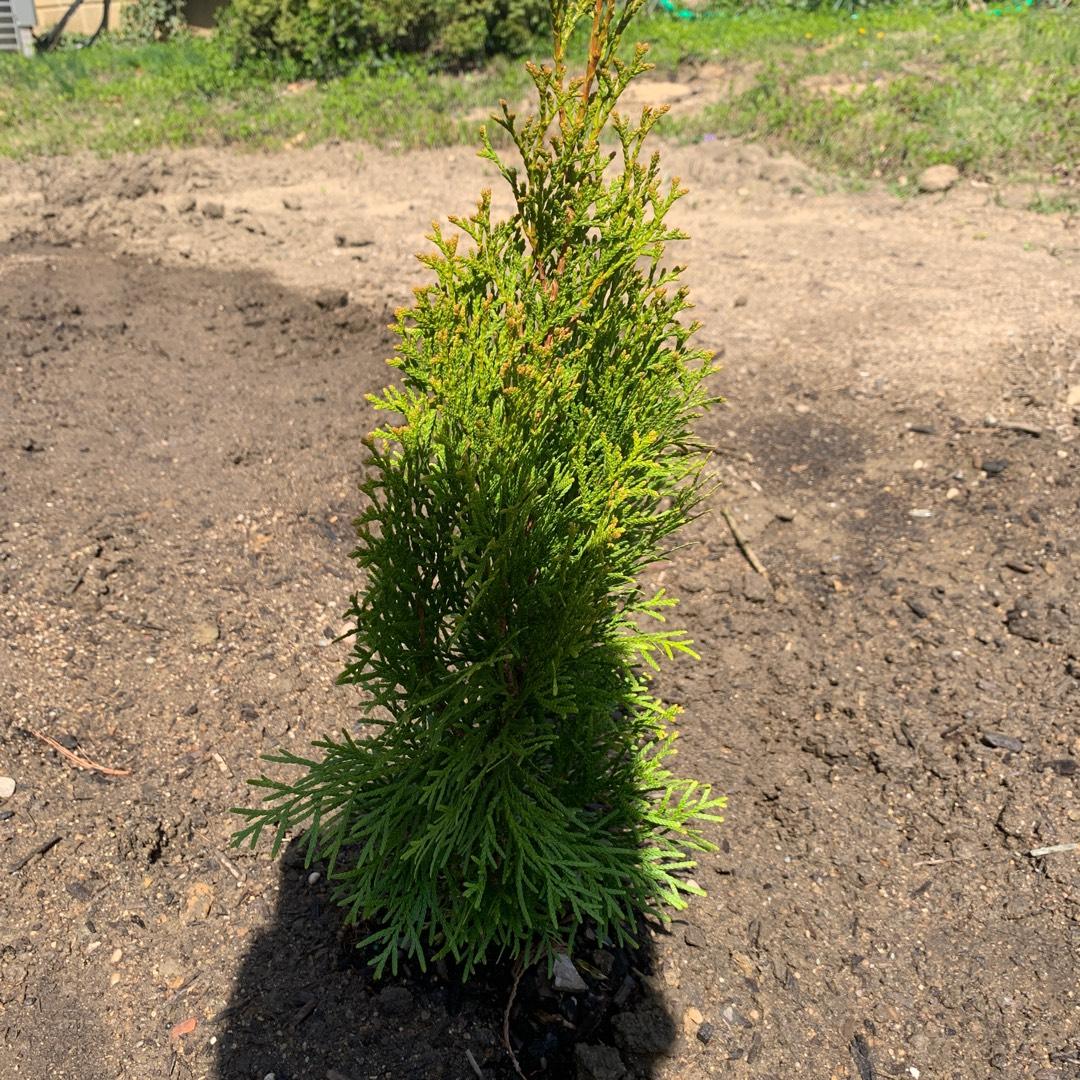 Thuja Occidentalis Emerald Green Flower - View 3 from www redcrocus com