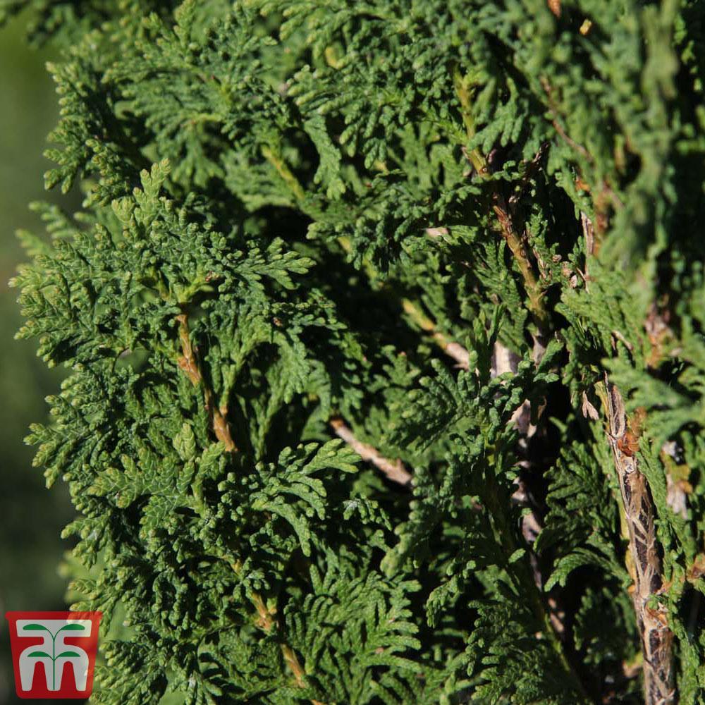 Thuja Occidentalis Emerald Green Flower - View 5 from www redcrocus com