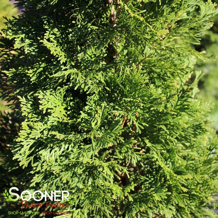 Thuja Occidentalis Emerald Green Flower - View 6 from www redcrocus com