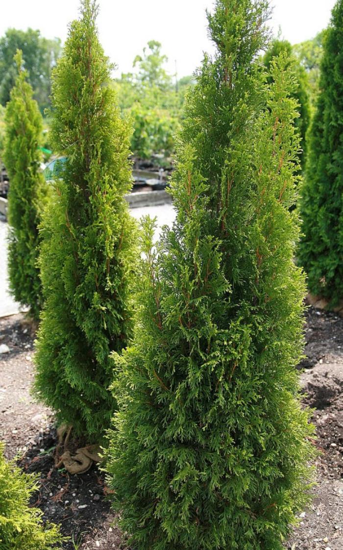 Thuja Occidentalis Emerald Green Flower - View 7 from www redcrocus com
