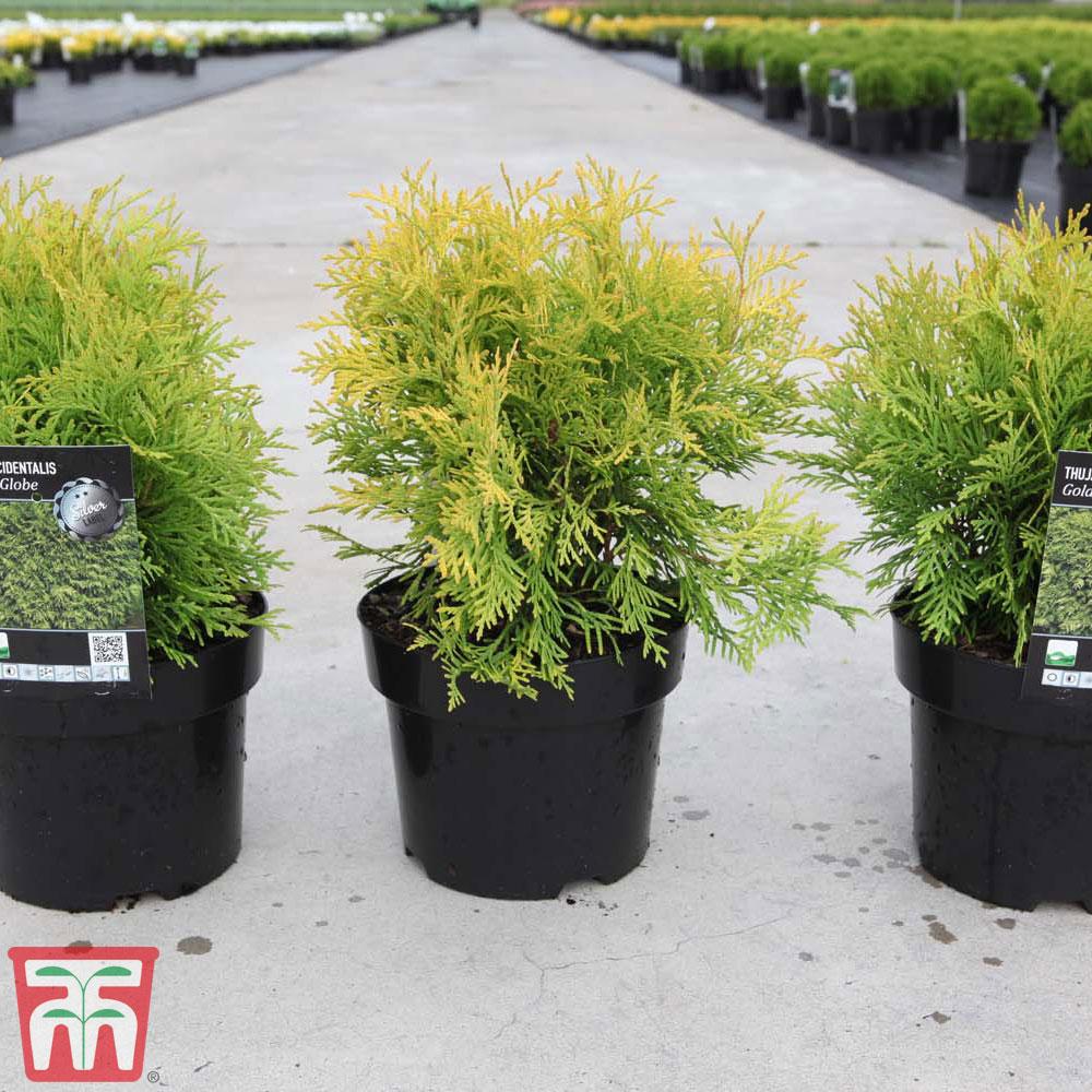 Thuja Occidentalis Emerald Green Flower - View 8 from www redcrocus com