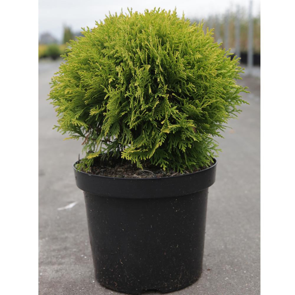 Thuja Occidentalis Emerald Green Flower - View 9 from www redcrocus com