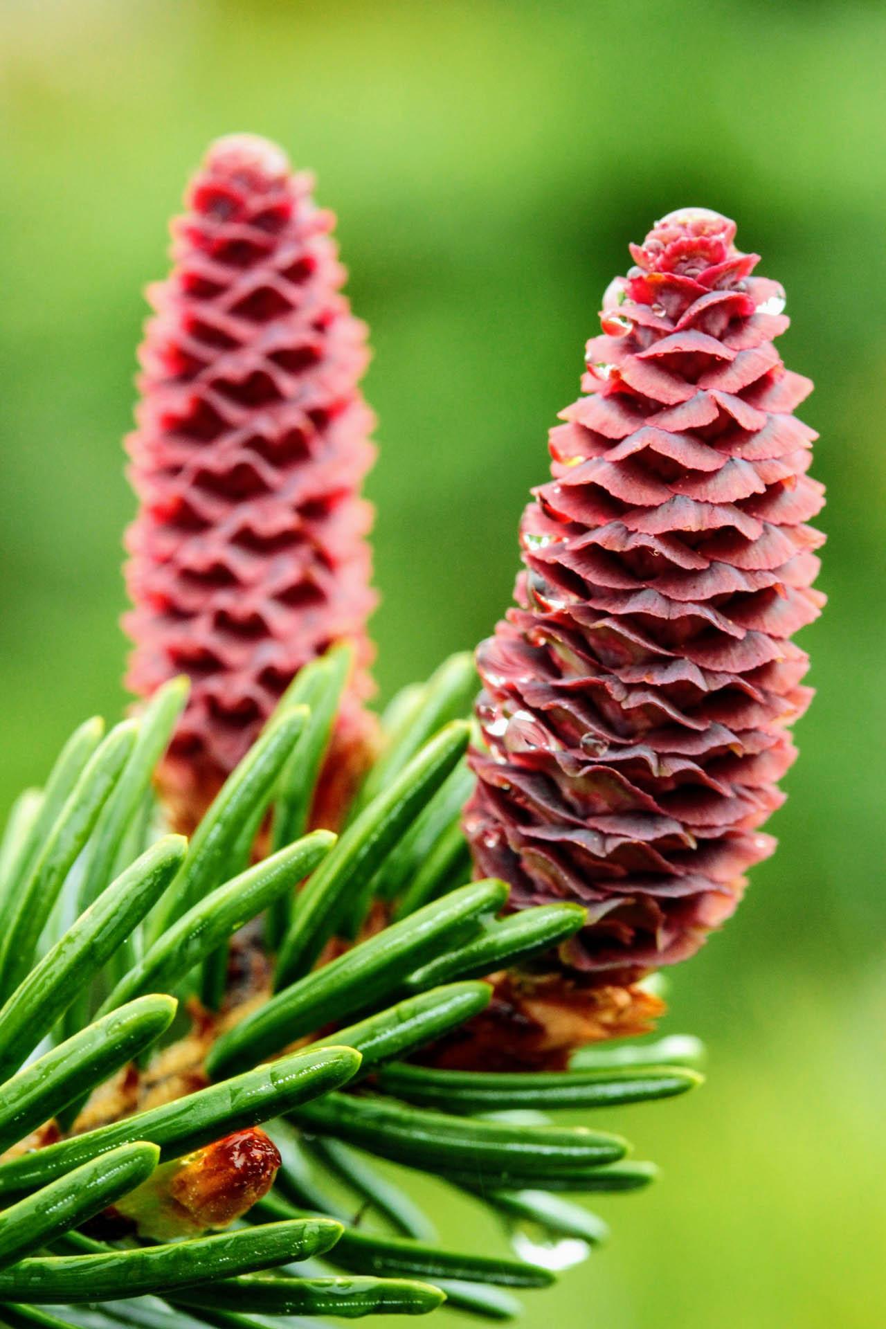 Picea Omorika Bruns - View 10 from www redcrocus com