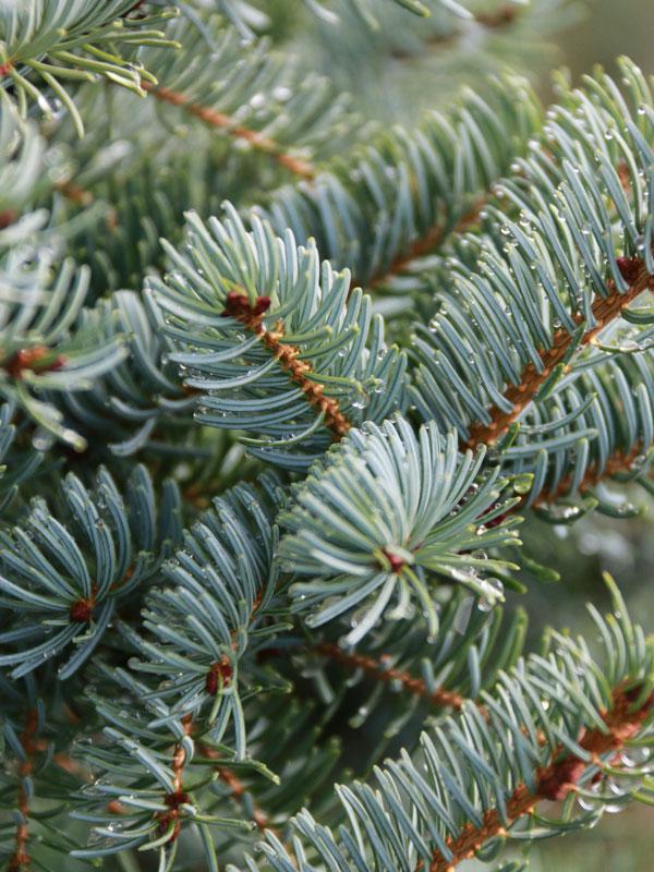 Picea Omorika Bruns - View 11 from www redcrocus com