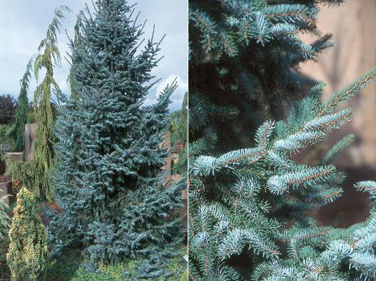 Picea Omorika Bruns - View 13 from www redcrocus com