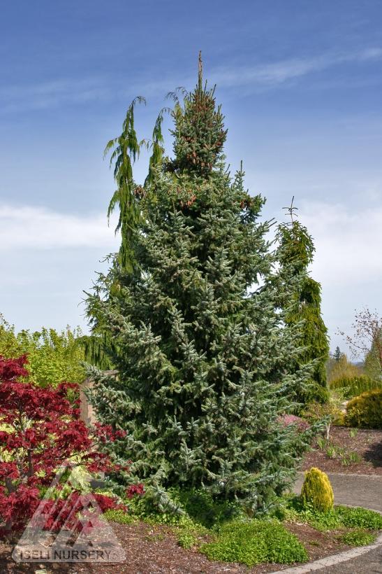 Picea Omorika Bruns - View 2 from www redcrocus com