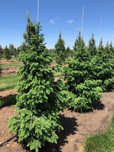 Picea Omorika Bruns - View 4 from www redcrocus com