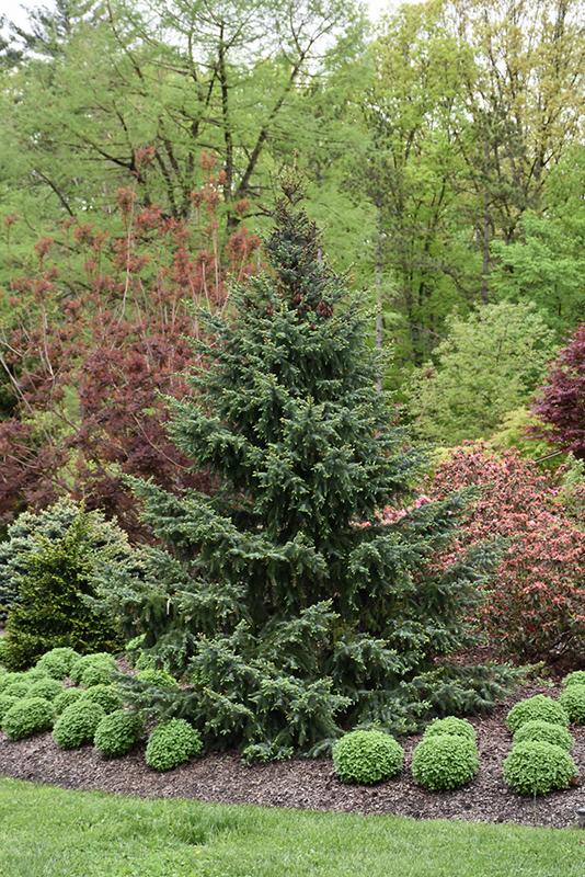 Picea Omorika Bruns - View 9 from www redcrocus com
