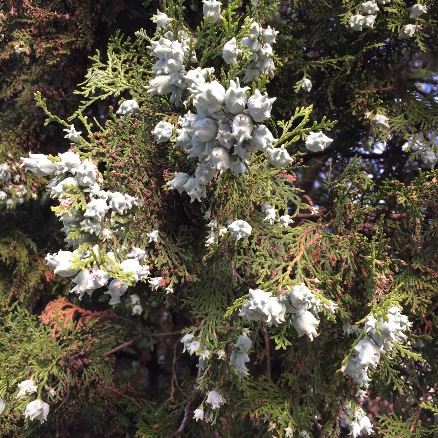 Juniperus Virginiana Falling Waters - View 7 from www redcrocus com