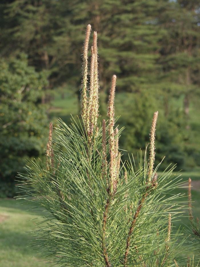 Pinus Koraiensis Oculus Draconis - View 10 from www redcrocus com