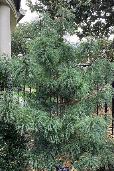 Pinus Koraiensis Oculus Draconis - View 11 from www redcrocus com