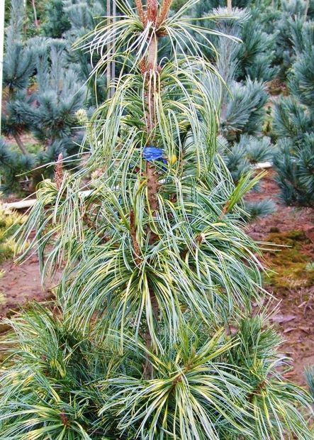 Pinus Koraiensis Oculus Draconis - View 12 from www redcrocus com