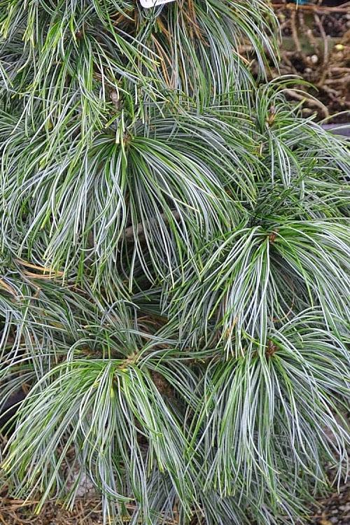 Pinus Koraiensis Oculus Draconis - View 13 from www redcrocus com