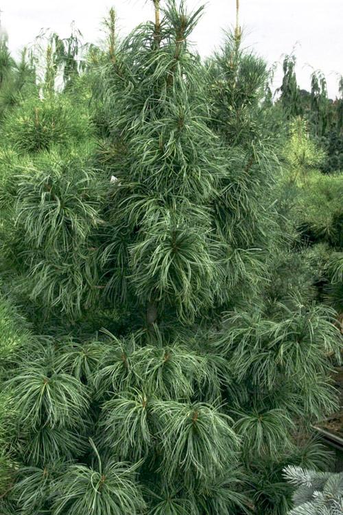 Pinus Koraiensis Oculus Draconis - View 14 from www redcrocus com