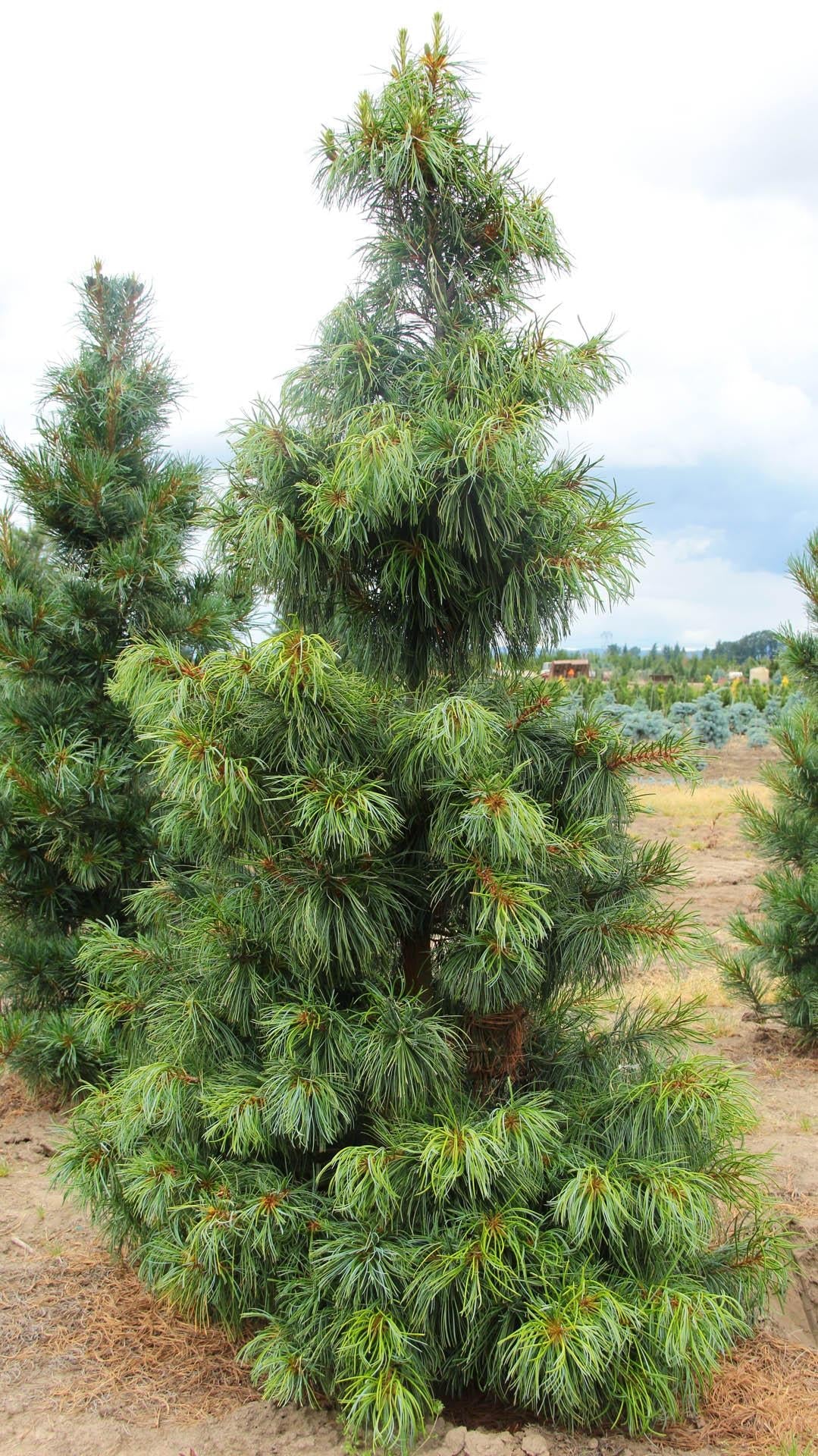 Pinus Koraiensis Oculus Draconis - View 15 from www redcrocus com