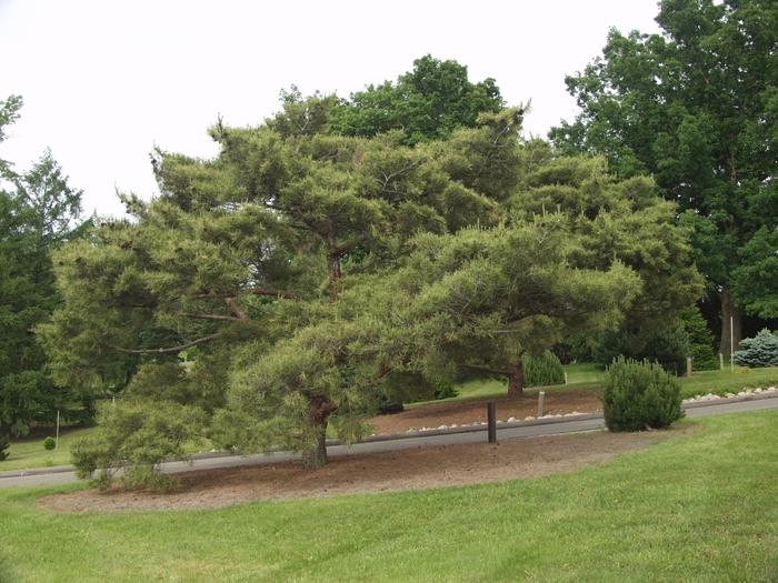 Pinus Koraiensis Oculus Draconis - View 17 from www redcrocus com
