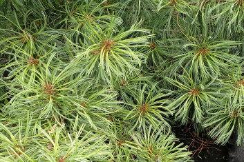 Pinus Koraiensis Oculus Draconis - View 19 from www redcrocus com