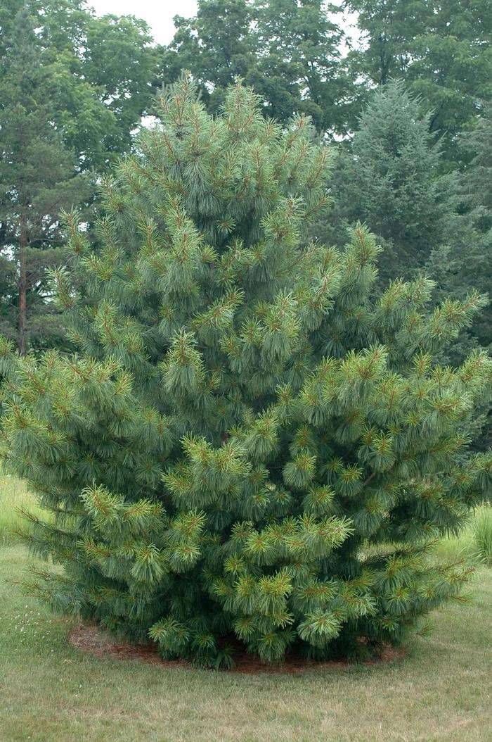 Pinus Koraiensis Oculus Draconis - View 2 from www redcrocus com