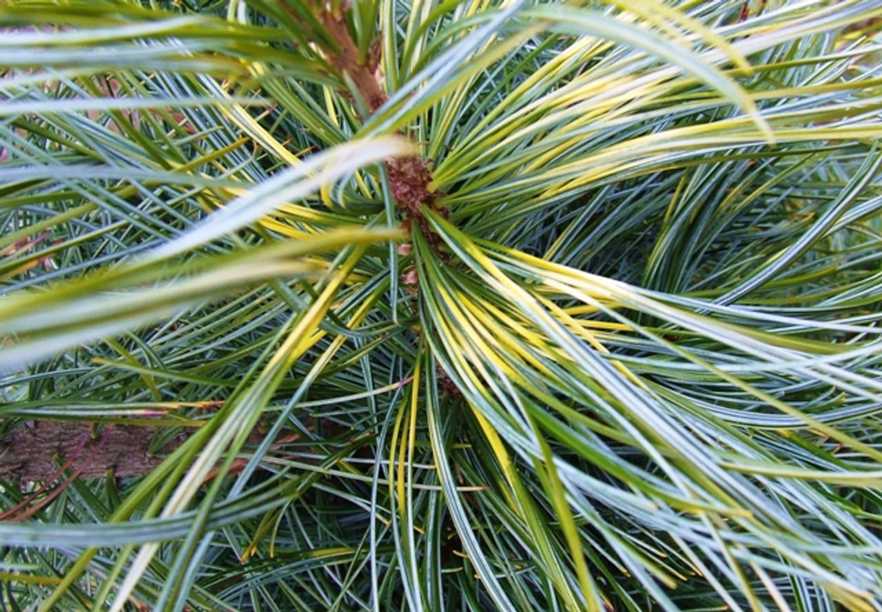 Pinus Koraiensis Oculus Draconis - View 3 from www redcrocus com